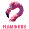 Flamingos Flamingo