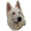 White Shepherd Head
