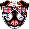 Bouledogue anglais Chien