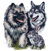 Wolfspitz avec loup et lièvre