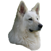 White Shepherd Head