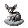 Petit chat Sphynx