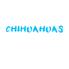 Chihuahua Chiwawa