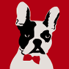 Funny French Bulldog