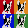 Franz Bulldogge Bunt