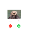 Otter Phone Display Otter Is