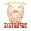 Yorkshire Terriers, taisez-vous