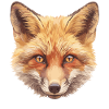 Renards Renard