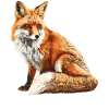 Renards Renard