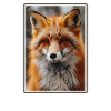 Füchse Fuchs