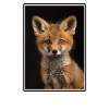 Füchse Fuchs