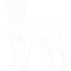Rottweiler white lines