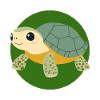 Turtle Schildkröten