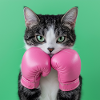 Boxer cat: Cute with punch