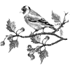 Vogel