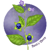Devil's Berry