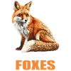 Renards Renard