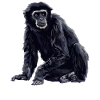 Gibbons Gibbon