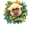 Gibbons Gibbon