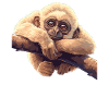 Gibbons Gibbon