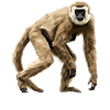 Gibbons Gibbon