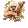 Gibbons Gibbon
