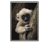Gibbons Gibbon