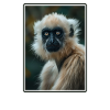 Gibbons Gibbon
