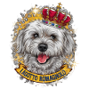 Lagotto Romagnolo with crown
