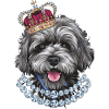 Lagotto Romagnolo with crown