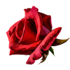 Red Rose Polyart