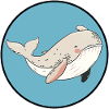 Whale Marine Animals Marine Animal