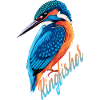Cute Kingfisher
