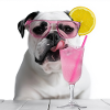 Bulldog in Pink: Cool & Refreshing