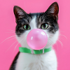 Bubblegum Cat : Mignon et coquin
