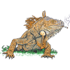 Iguana // Illustration