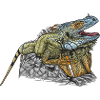 Iguane // Illustration