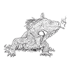 Iguana // Illustration