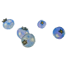 Blueberries