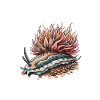 Nudibranch Sea Slug Whisperer