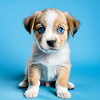 Puppy Dog - Childish Blue