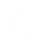 Wolf, white