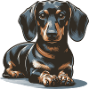 Dachshund