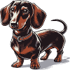 Dachshund