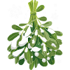 Mistletoe