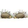 Hedgehogs