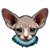 Blue Eyed Sphynx Kitty