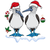 Christmas Blue-footed Booby