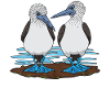 Blaufußtölpel Galapagos Meeres-Vogel