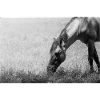 Das Pferd